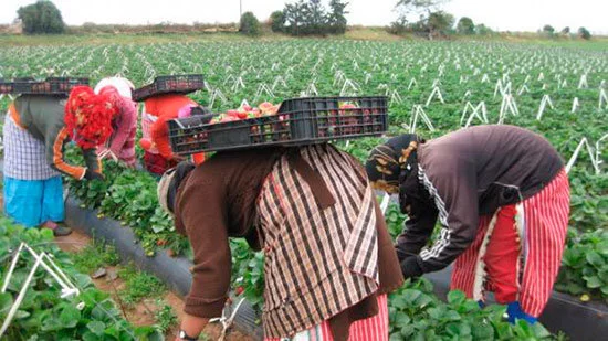 La Dura Realidad de las Mujeres Jornaleras en los Campos de Huelva.